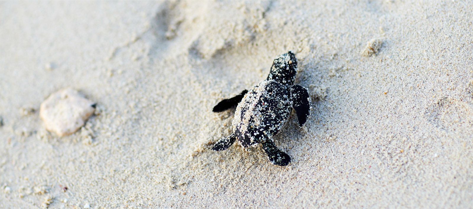 Saving the Sea Turtles